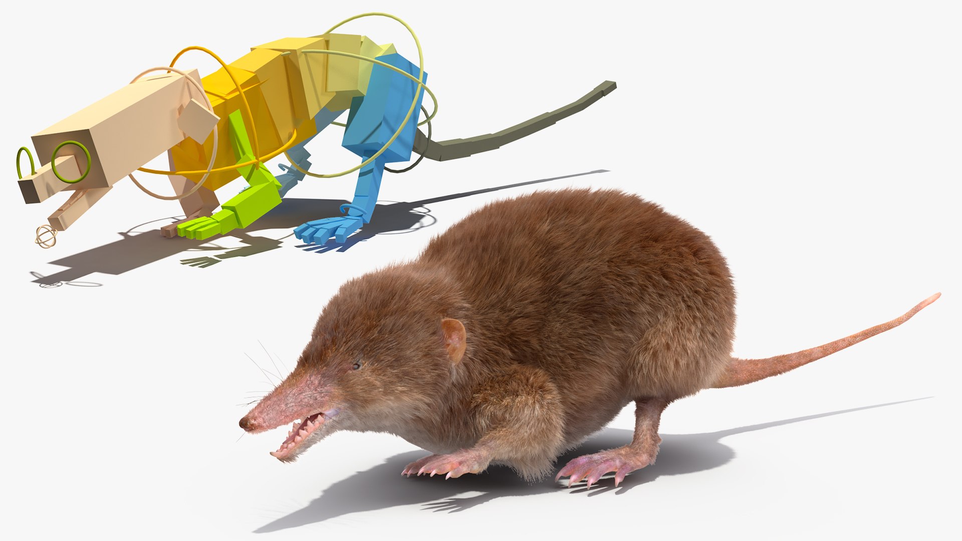 Shrew Fur Rigged 3D https://p.turbosquid.com/ts-thumb/cz/m1exM8/zS/shrewfurriggedvray3dmodel002/jpg/1702378107/1920x1080/fit_q87/5df69eafc1aaab632a707932ef1417a5b419c53f/shrewfurriggedvray3dmodel002.jpg