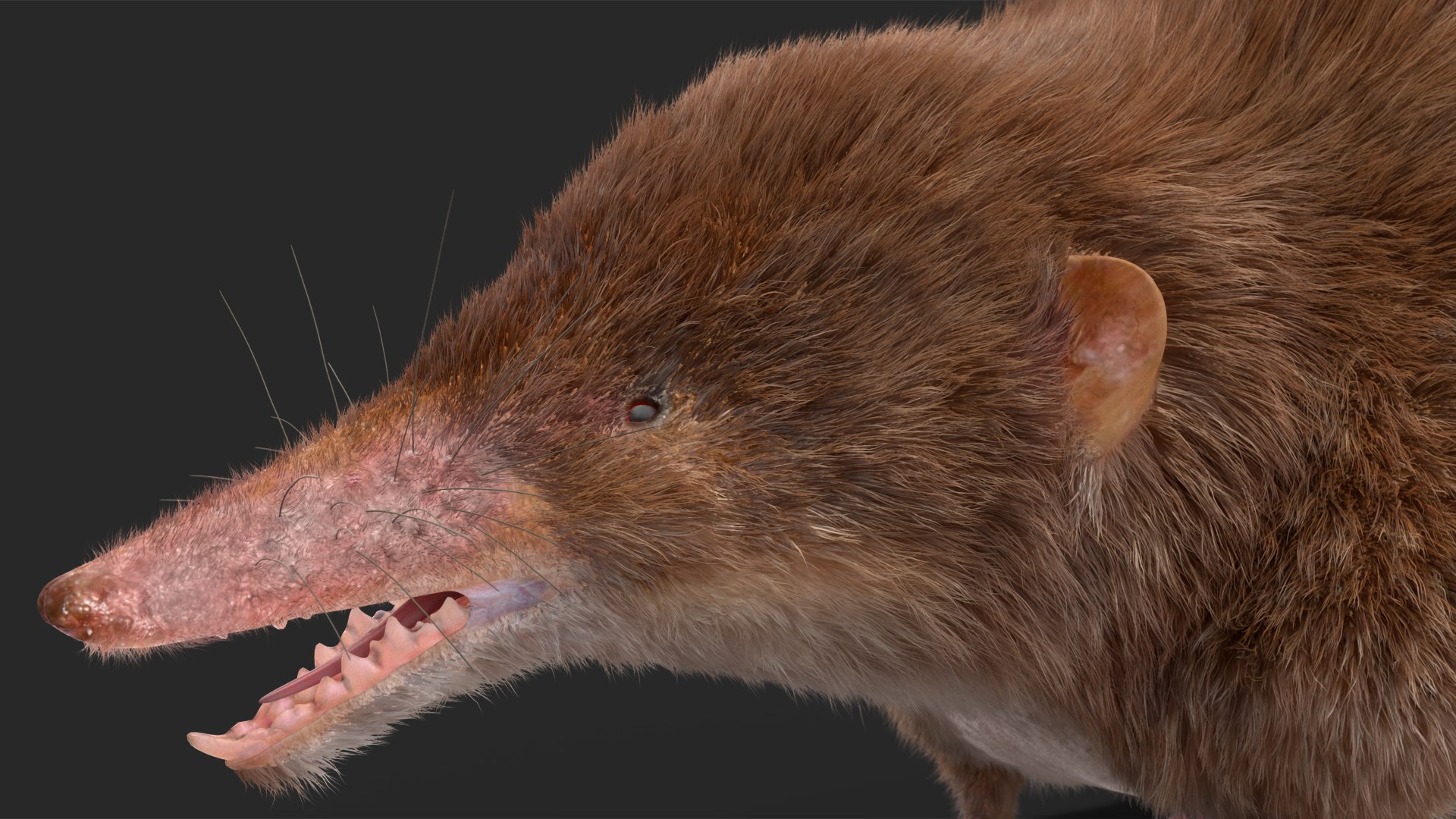 Shrew Fur Rigged 3D https://p.turbosquid.com/ts-thumb/cz/m1exM8/zX/shrewfurriggedvray3dmodel031/jpg/1702378237/1920x1080/fit_q87/24710b39aeb2bc0e32d778db88e6c80f7e543a9e/shrewfurriggedvray3dmodel031.jpg