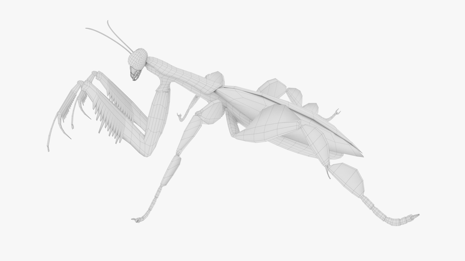 Praying Mantis Model - TurboSquid 1664810