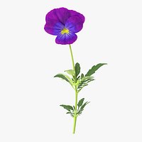 Pansies - Single Standing