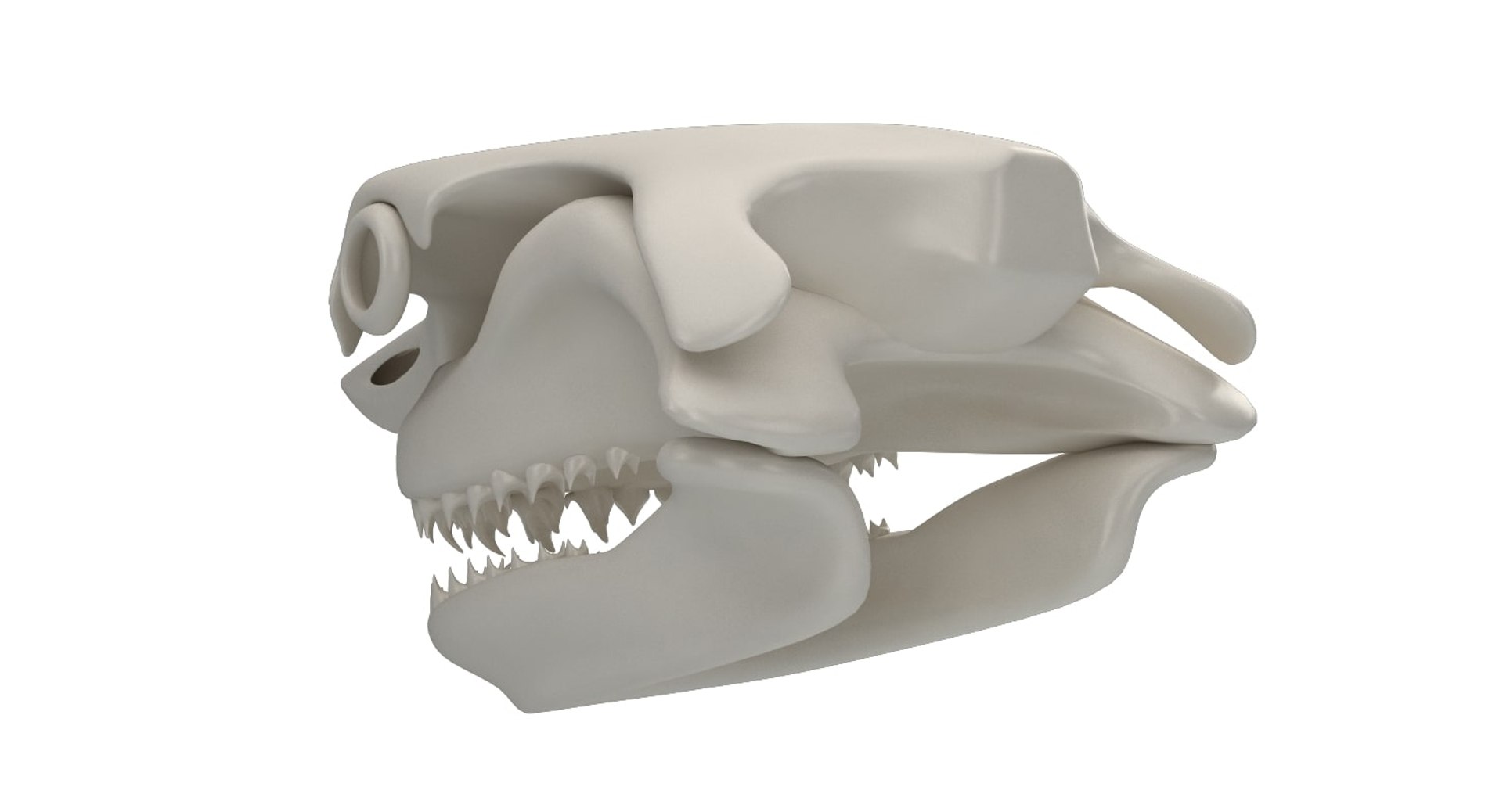 great shark skull 3D https://p.turbosquid.com/ts-thumb/cz/zSkL9x/1biJEFho/10002/jpg/1542880805/1920x1080/fit_q87/fa6a512d8215d3276172ae2c6309f5160dacfc2c/10002.jpg