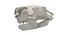 Great White Shark Skull