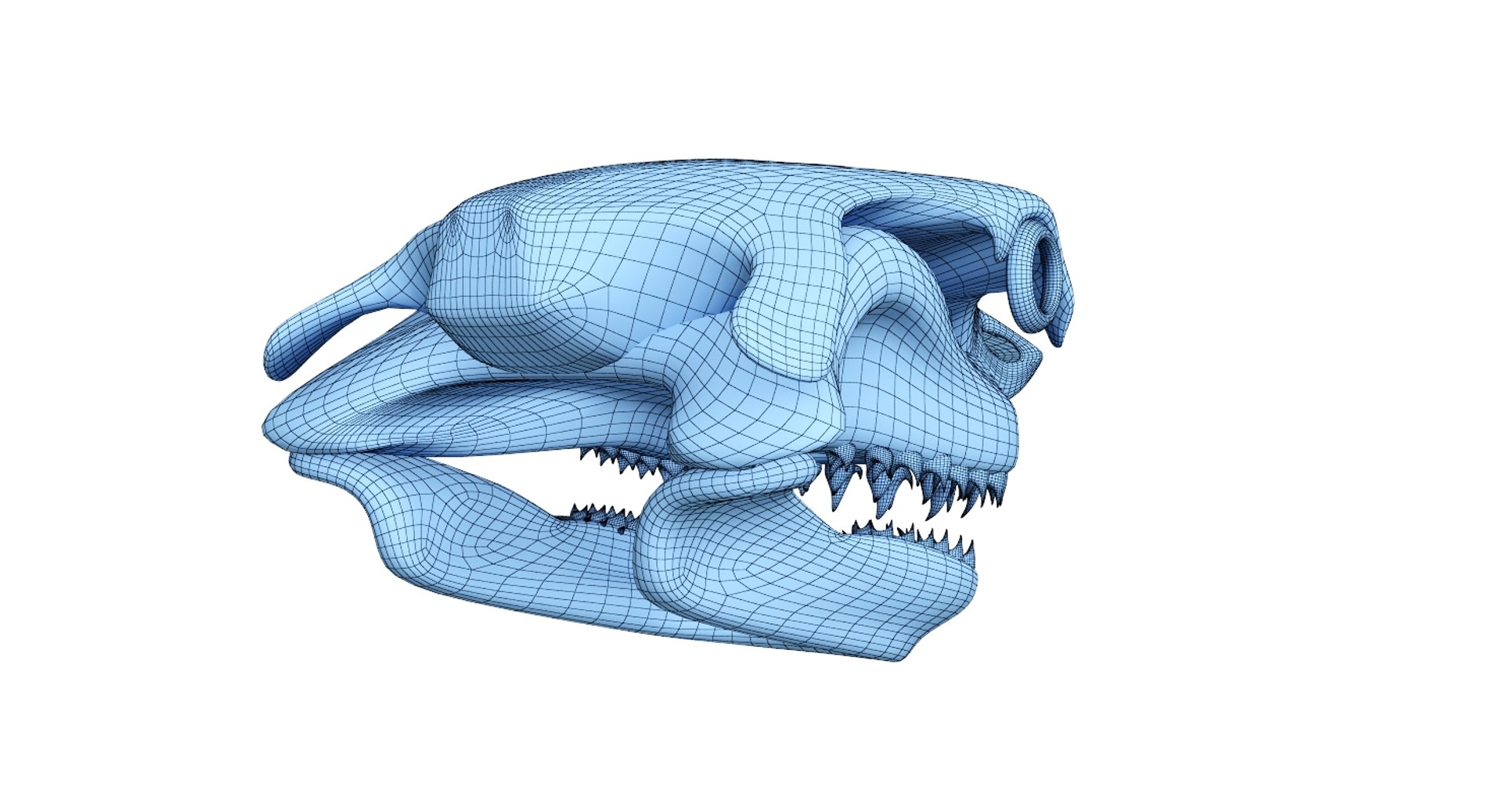 great shark skull 3D https://p.turbosquid.com/ts-thumb/cz/zSkL9x/5OHVZXr2/net5/jpg/1542880806/1920x1080/fit_q87/f02c608042080c30a23b7855734736bf3a0d6703/net5.jpg