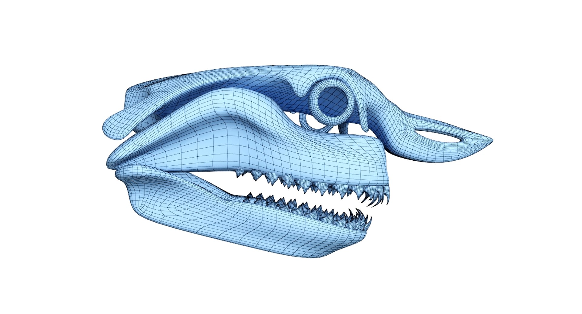 great shark skull 3D https://p.turbosquid.com/ts-thumb/cz/zSkL9x/LLveViA1/net6/jpg/1542880806/1920x1080/fit_q87/1045f4543c1a25f34f9e97a16835087a502bbfdb/net6.jpg