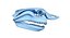 Great White Shark Skull