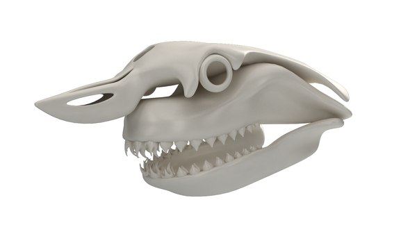 Как выглядит скелет акулы