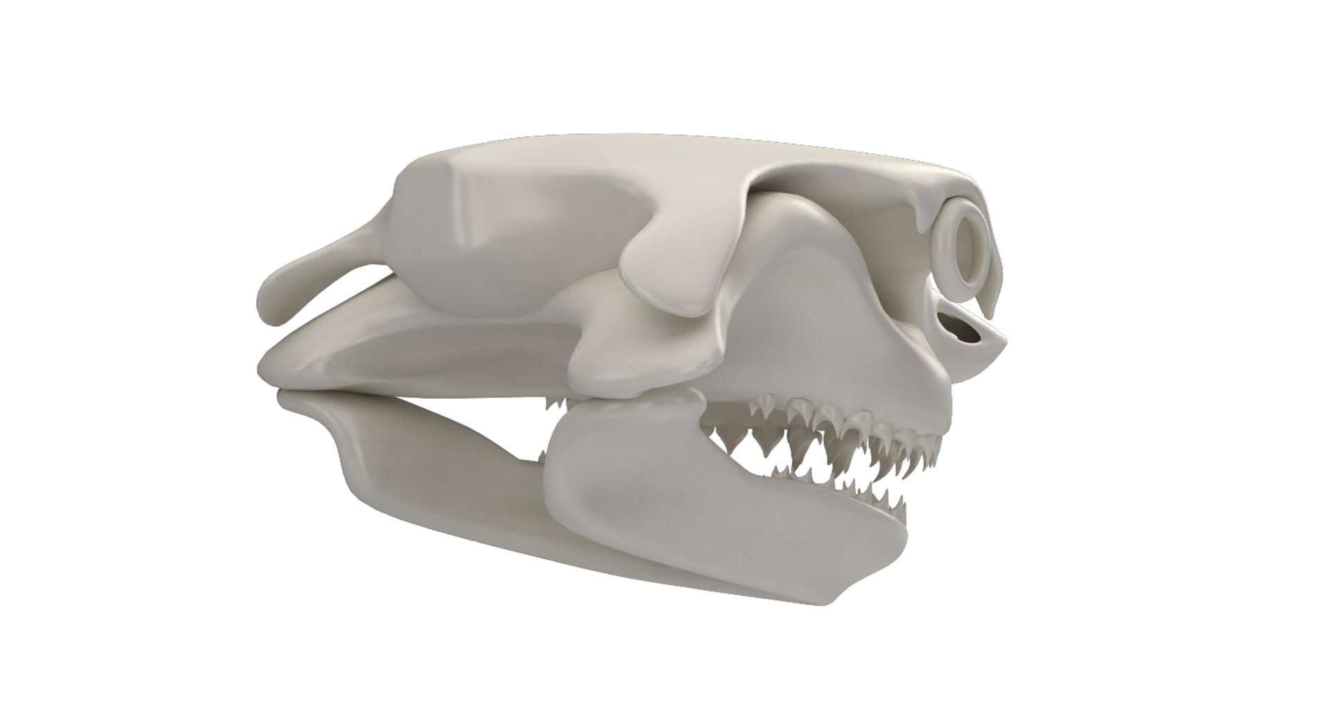 great shark skull 3D https://p.turbosquid.com/ts-thumb/cz/zSkL9x/X3MEkwX9/10003/jpg/1542880805/1920x1080/fit_q87/9959c8c5ce612fcbfec361ff0459047d3b1bfa8d/10003.jpg
