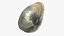 Clam Rhode Island Quahog