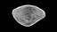Clam Rhode Island Quahog