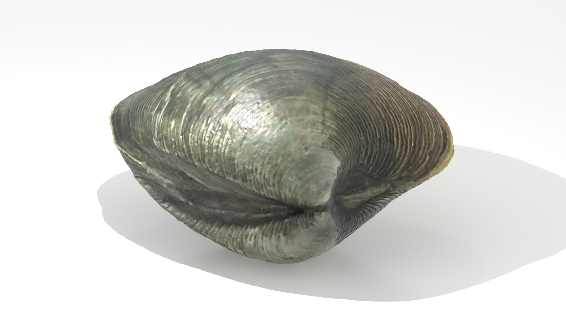 3D Clam Rhode Island Quahog model https://p.turbosquid.com/ts-thumb/d0/24vQAU/RU/quahog/png/1748652758/1920x1080/turn_fit_q99/44e52dc4e88273ea8ceeff5a529b2b0cf1e2d793/quahog-1.jpg