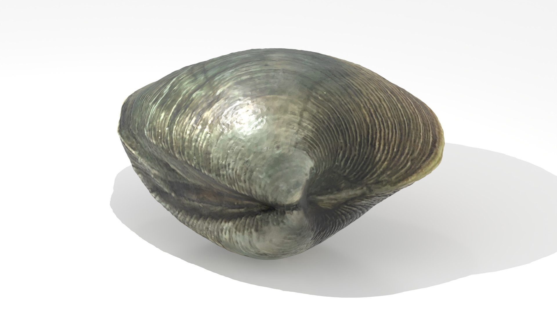 3D Clam Rhode Island Quahog model https://p.turbosquid.com/ts-thumb/d0/24vQAU/wZ/quahog_36/png/1748638688/1920x1080/fit_q87/b9a9a1b8fc52579a4815427476216f1718d86be5/quahog_36.jpg