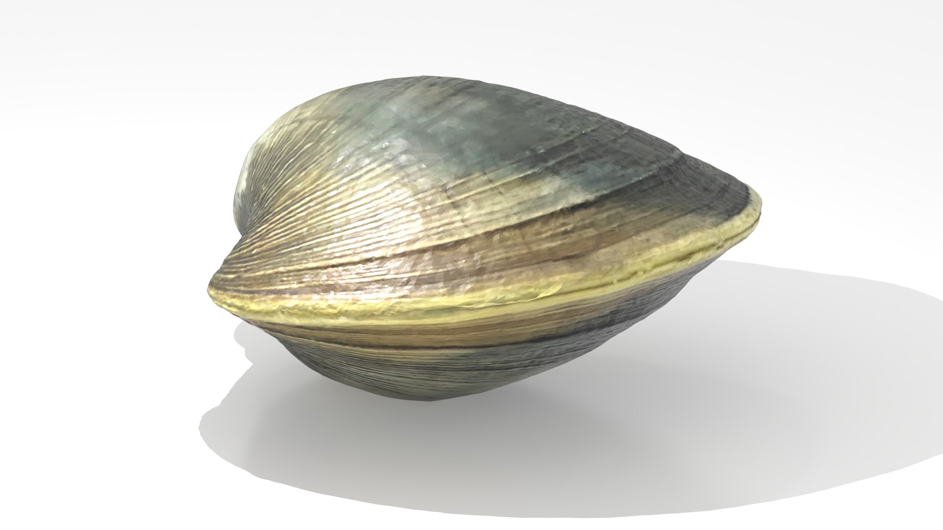 3D Clam Rhode Island Quahog model https://p.turbosquid.com/ts-thumb/d0/24vQAU/ww/quahog_24/png/1748652635/1920x1080/fit_q87/15bd443fe2379687c9ece3220eefa0943841380c/quahog_24.jpg