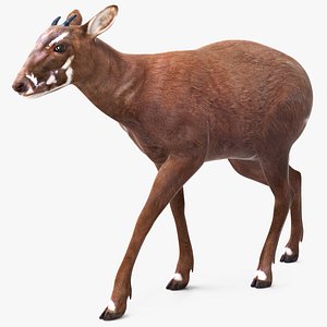 Saola Walking