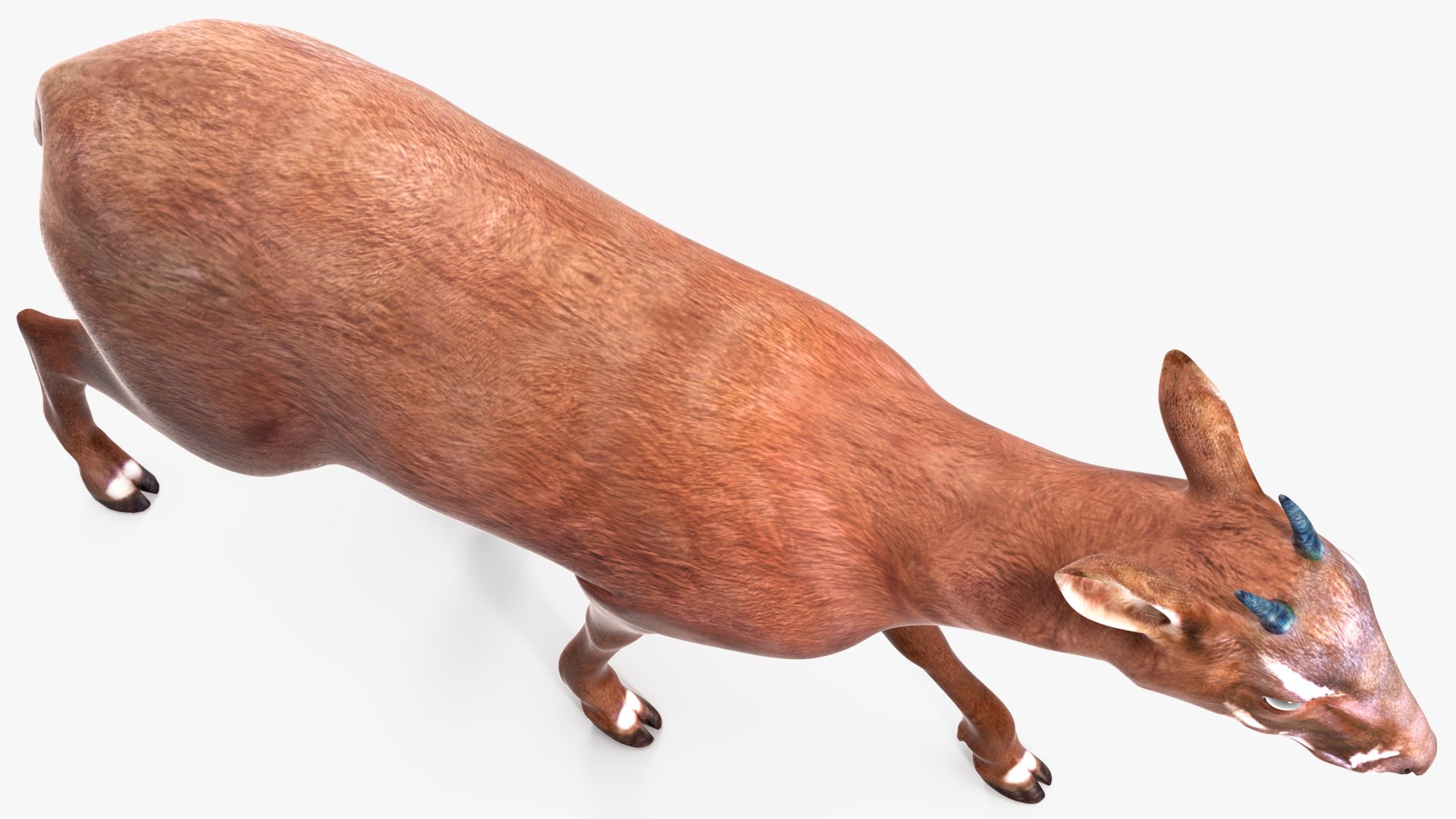 3D Saola Walking https://p.turbosquid.com/ts-thumb/d0/5BqGc2/2d/saolawalkingmb3dmodel011/jpg/1710237196/1920x1080/fit_q87/4222af9492160efe11020b60e15ecd73b6b6cb9b/saolawalkingmb3dmodel011.jpg
