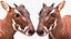 Saola Walking