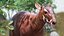Saola Walking