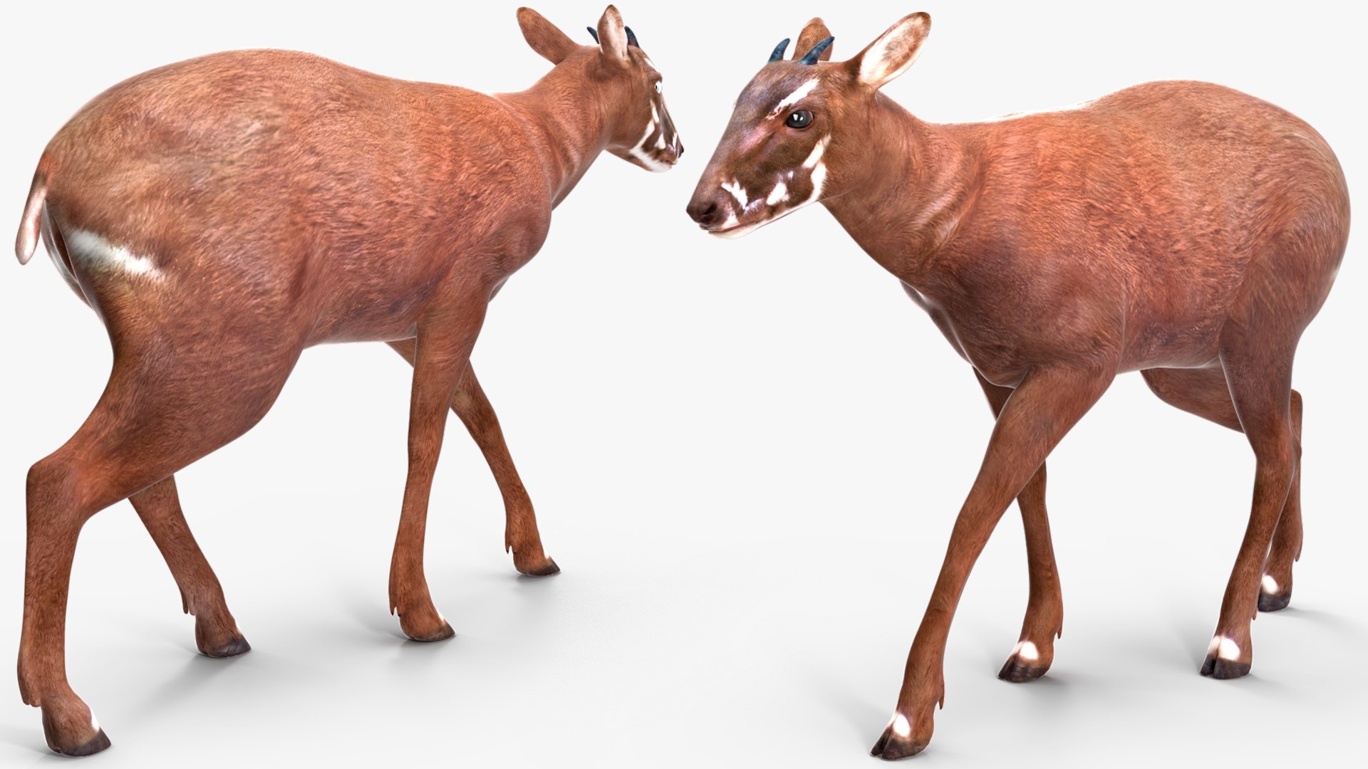 3D Saola Walking https://p.turbosquid.com/ts-thumb/d0/5BqGc2/5u/saolawalkingmb3dmodel010/jpg/1710237193/1920x1080/fit_q87/ed4d555f5b7f925ad5696c6462a038acd7f67d55/saolawalkingmb3dmodel010.jpg