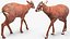 Saola Walking