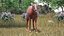 Saola Walking