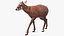 Saola Walking