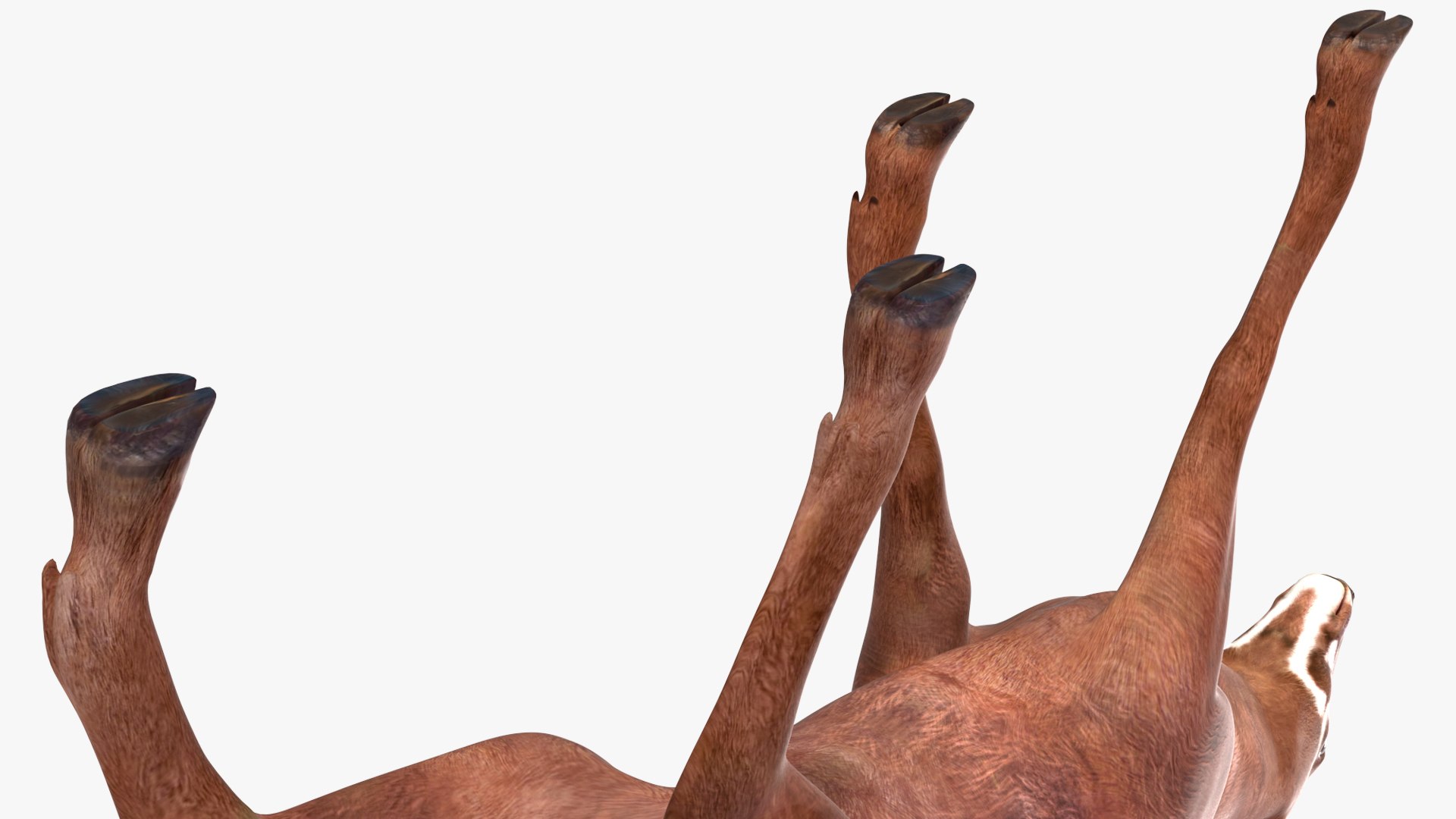 3D Saola Walking https://p.turbosquid.com/ts-thumb/d0/5BqGc2/P7/saolawalkingmb3dmodel013/jpg/1710237202/1920x1080/fit_q87/09104d0ef237c74bd3b70d4b1ad471687dbf55ac/saolawalkingmb3dmodel013.jpg