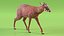 Saola Walking