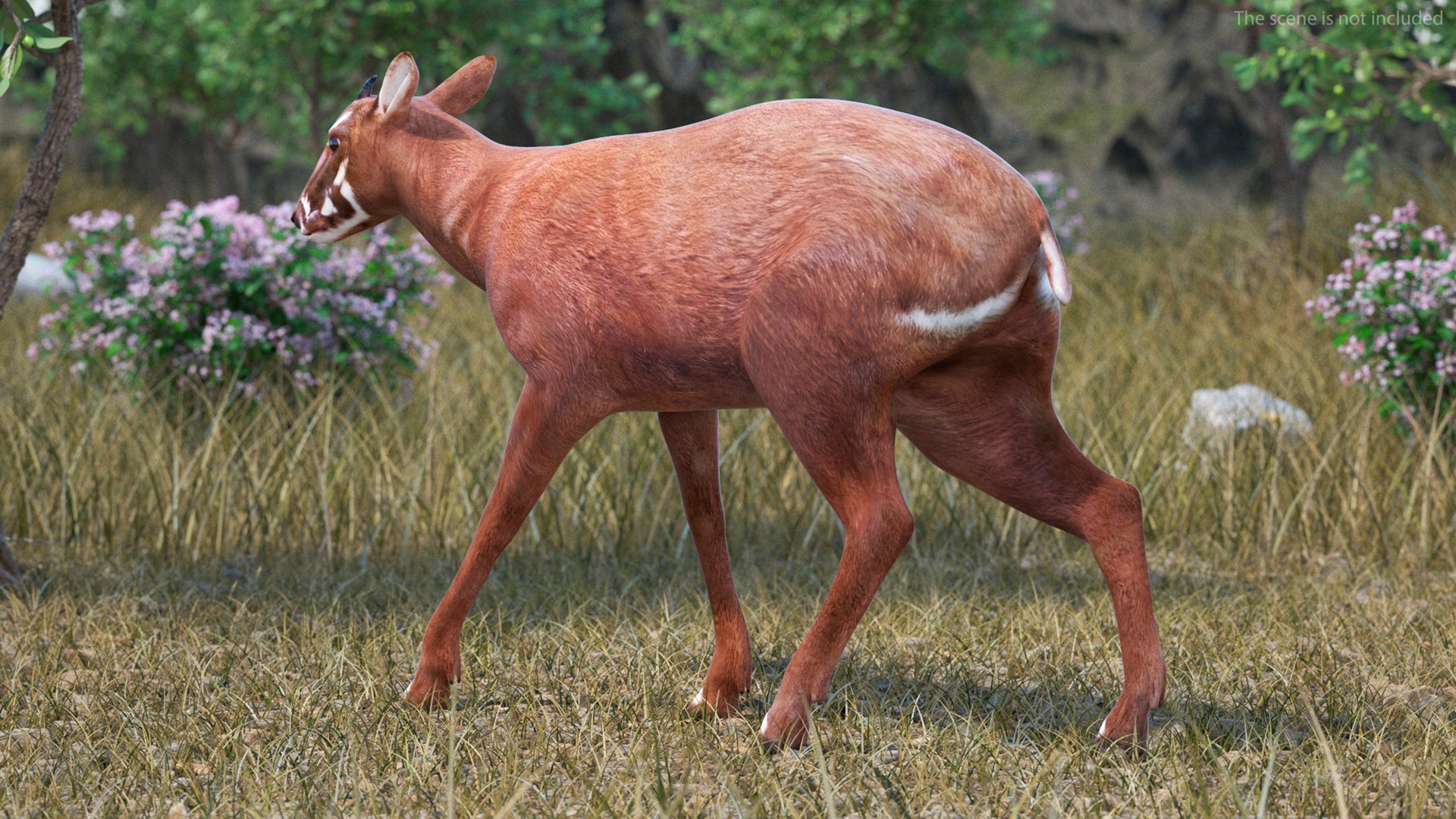 3D Saola Walking https://p.turbosquid.com/ts-thumb/d0/5BqGc2/dD/saolawalkingmb3dmodel004/jpg/1710237171/1920x1080/fit_q87/5d7b37346e31a5c42774acf5b3e89ed96c6ebc5f/saolawalkingmb3dmodel004.jpg
