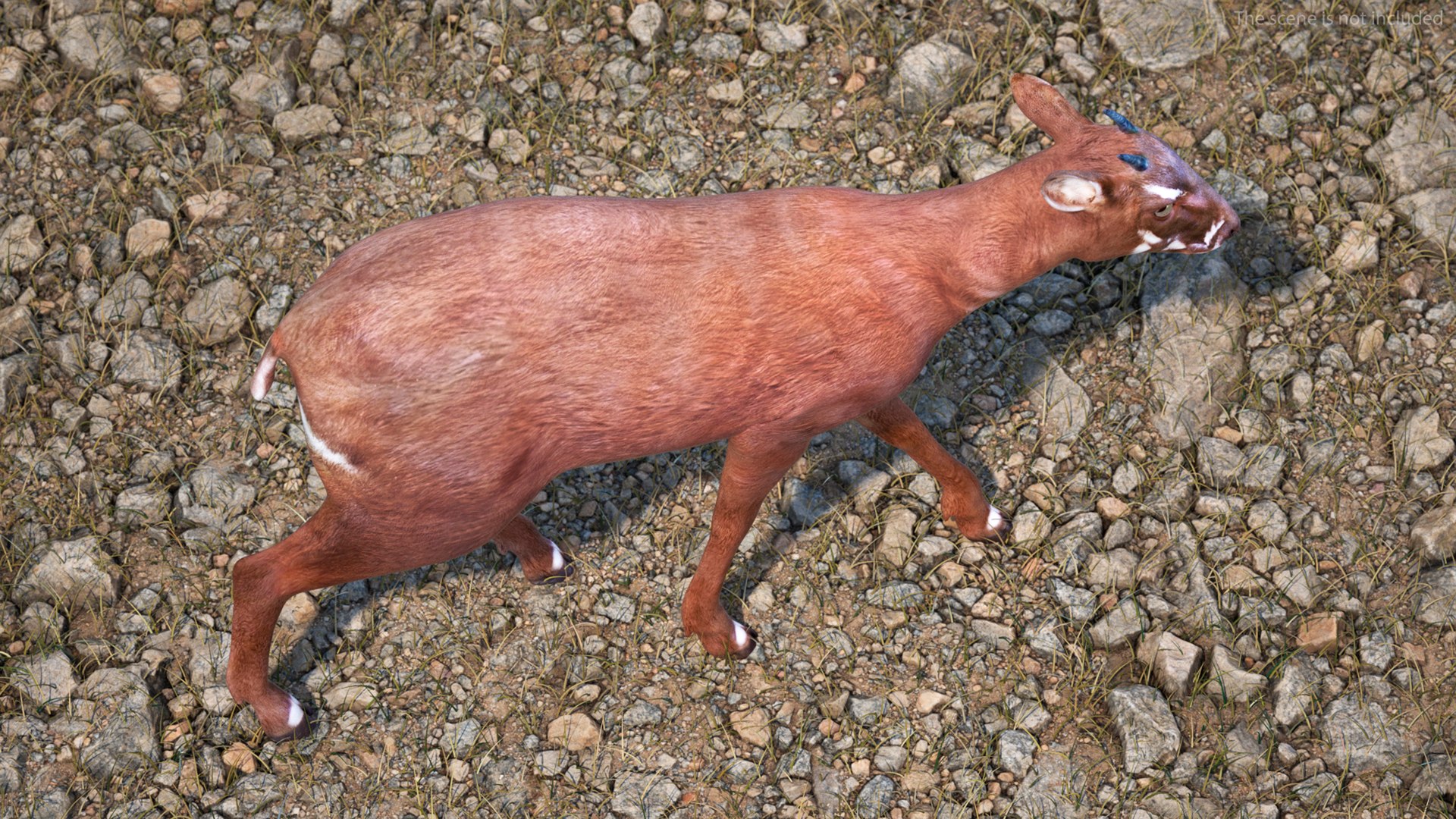 3D Saola Walking https://p.turbosquid.com/ts-thumb/d0/5BqGc2/g4/saolawalkingmb3dmodel005/jpg/1710237177/1920x1080/fit_q87/3fa70c3bb7973645430bbc288842db814b45f92e/saolawalkingmb3dmodel005.jpg