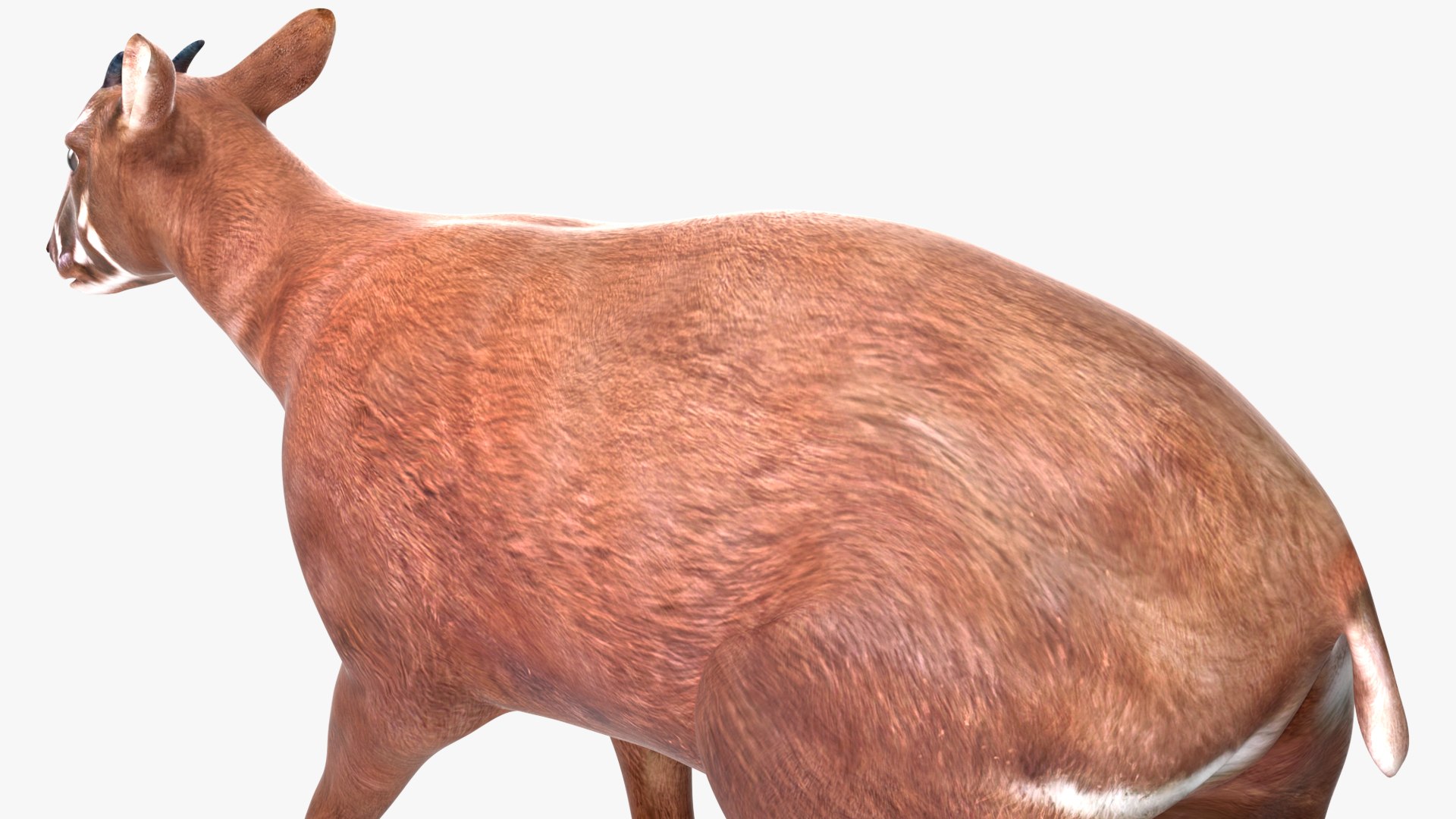 3D Saola Walking https://p.turbosquid.com/ts-thumb/d0/5BqGc2/uL/saolawalkingmb3dmodel015/jpg/1710237208/1920x1080/fit_q87/1c3835e8c3e77dceaee84e4f161d37515c90e7a9/saolawalkingmb3dmodel015.jpg