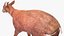 Saola Walking
