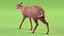 Saola Walking