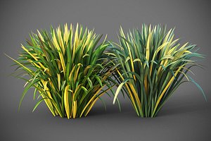 3D model XfrogPlants Blueberry Lily - Dianella Revoluta