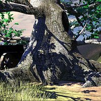 Black Oak 3
