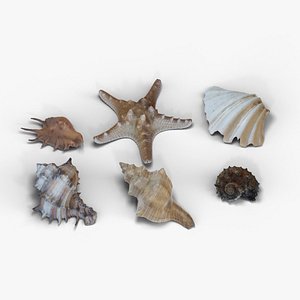 3D Seashell collection lowpoly