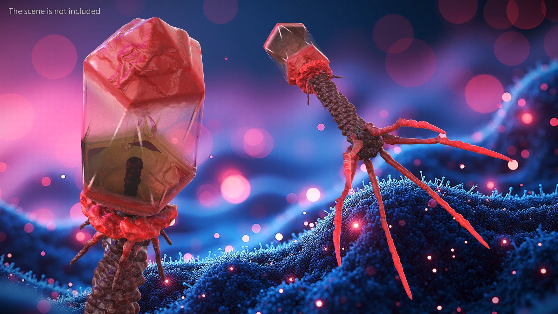 3D Bacteriophage Rigged https://p.turbosquid.com/ts-thumb/d0/PJlWcn/A8/bacteriophage_rigged_004/jpg/1748552159/1920x1080/fit_q87/d2090ef72ec2ed634665dca50f3703fedf84df22/bacteriophage_rigged_004.jpg