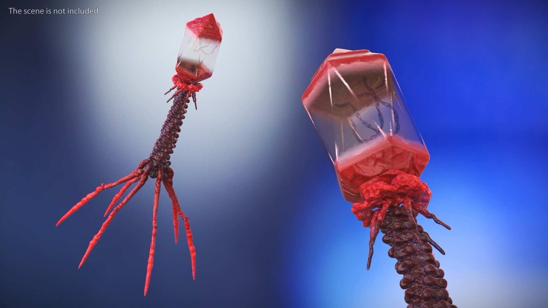 3D Bacteriophage Rigged https://p.turbosquid.com/ts-thumb/d0/PJlWcn/l0/bacteriophage_rigged_005/jpg/1748552163/1920x1080/fit_q87/17978d38fe64ce64835c6af41dbc4d95f9686e3d/bacteriophage_rigged_005.jpg