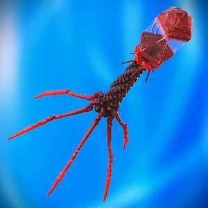 3D Bacteriophage Rigged
