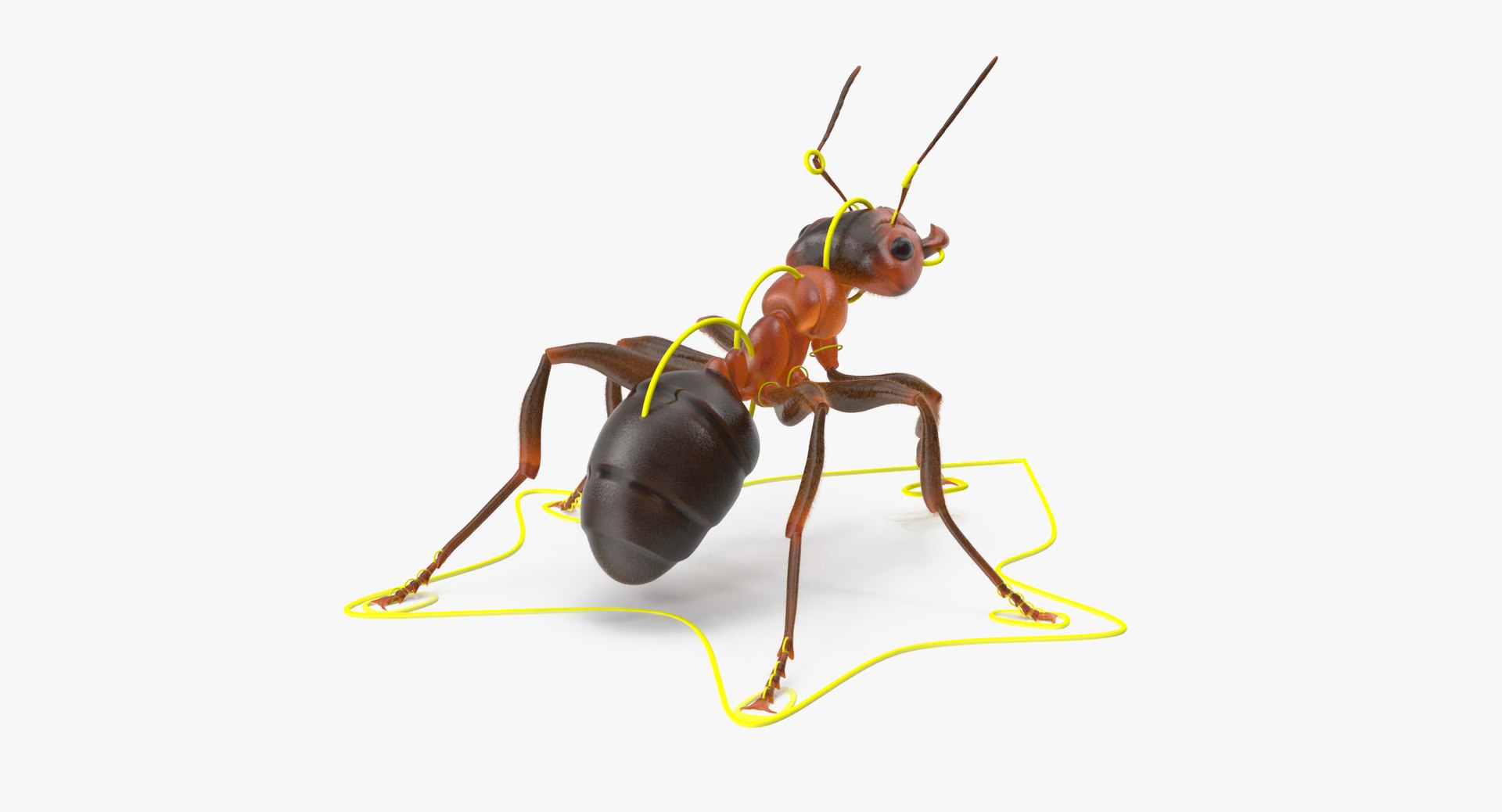 3d rigged ant - model https://p.turbosquid.com/ts-thumb/d0/QJ7nG1/Pr3wBUlq/ant_rigged_001_thumbnail_controllers_0004/jpg/1459891561/1920x1080/fit_q87/7aca08e1d6c559f159adeab11e2bd25a7e3efd25/ant_rigged_001_thumbnail_controllers_0004.jpg