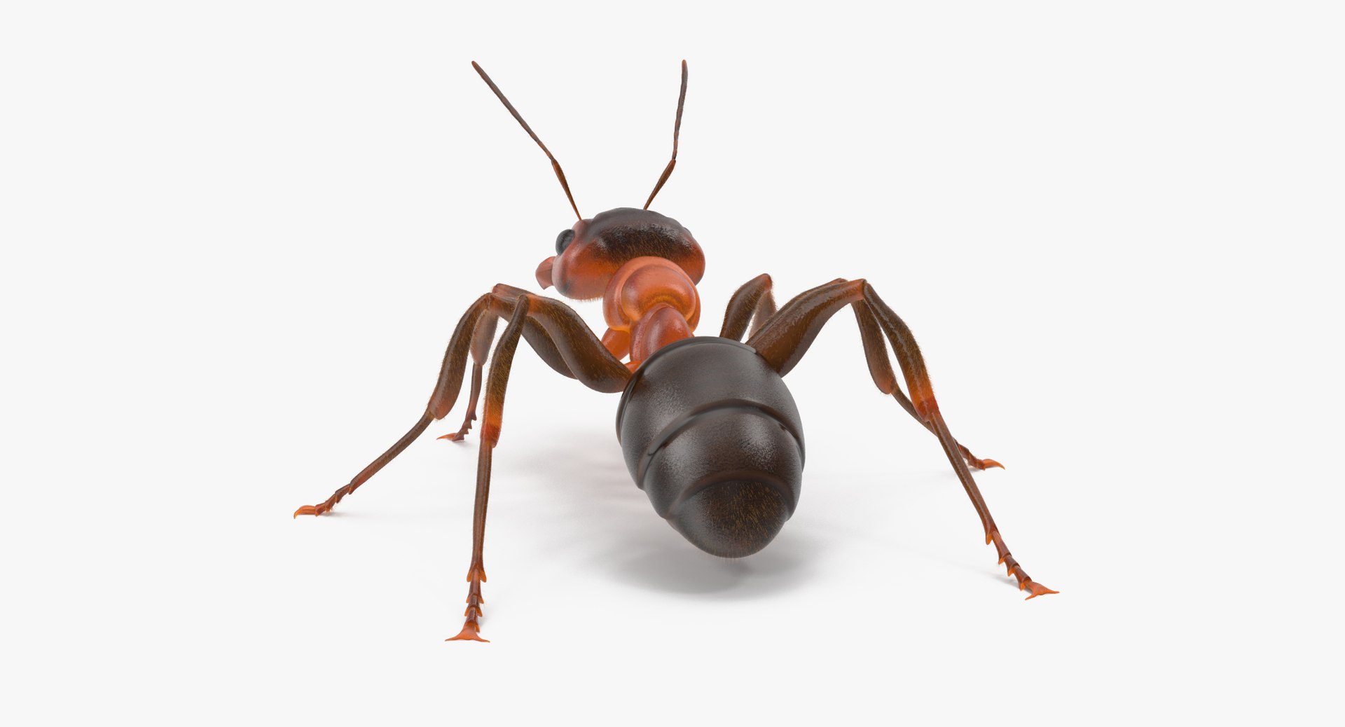 3d rigged ant - model https://p.turbosquid.com/ts-thumb/d0/QJ7nG1/St2ViBT9/ant_rigged_001_thumbnail_01_0005/jpg/1459891561/1920x1080/fit_q87/6553da0f8156f0b1f8b3bfd49db9ad30b946cecf/ant_rigged_001_thumbnail_01_0005.jpg