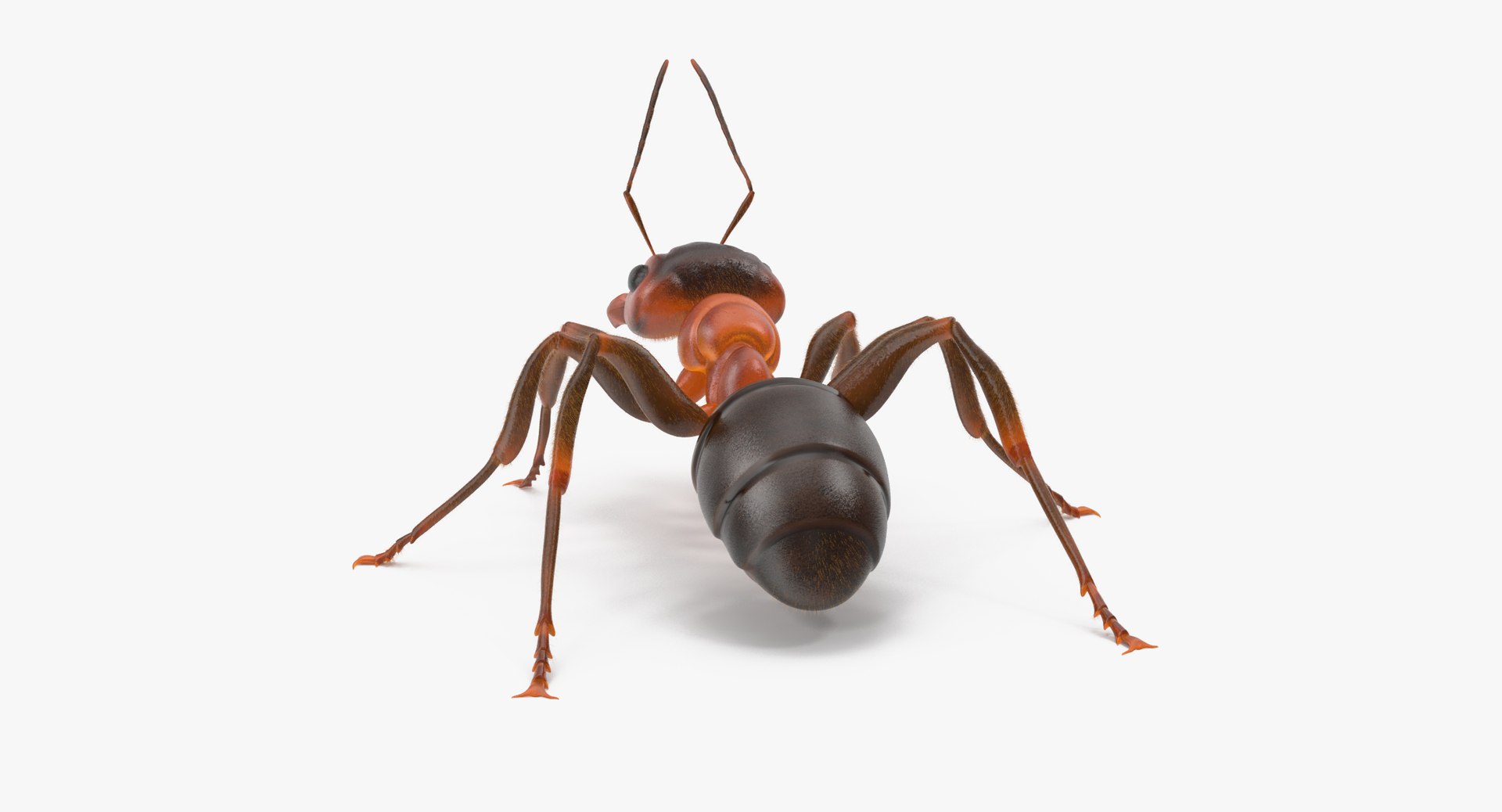 3d rigged ant - model https://p.turbosquid.com/ts-thumb/d0/QJ7nG1/ZhKttjOW/ant_rigged_001_thumbnail_01_0006/jpg/1459891561/1920x1080/fit_q87/a78042271b584ac668e72fddcfa7fd37df17439a/ant_rigged_001_thumbnail_01_0006.jpg