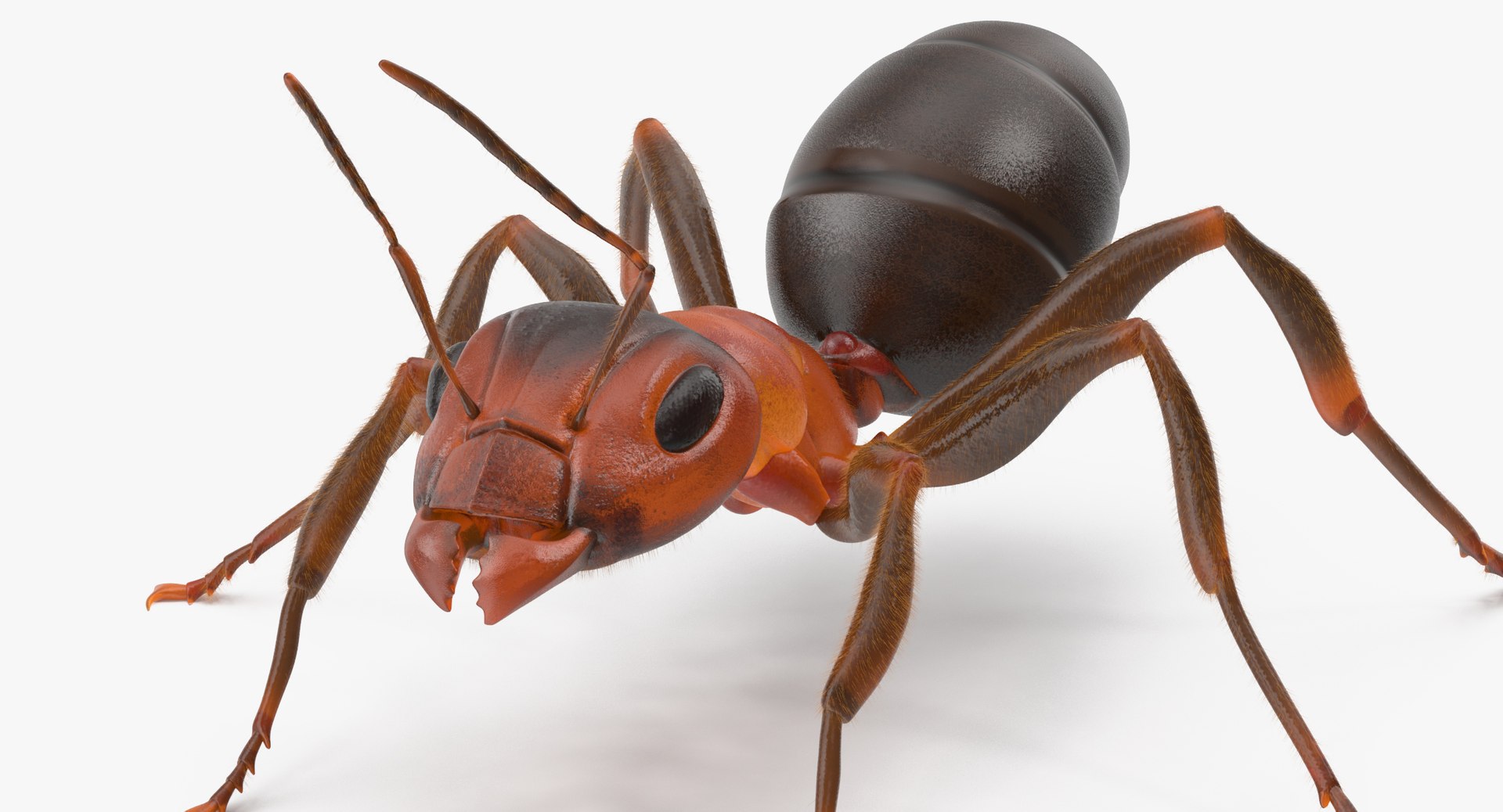3d rigged ant - model https://p.turbosquid.com/ts-thumb/d0/QJ7nG1/cPTX9zew/ant_rigged_001_thumbnail_01_0011/jpg/1459891561/1920x1080/fit_q87/9f9187ea8b0c19ea74da2a272513f637ca6301ca/ant_rigged_001_thumbnail_01_0011.jpg