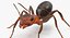 Ant - Rigged