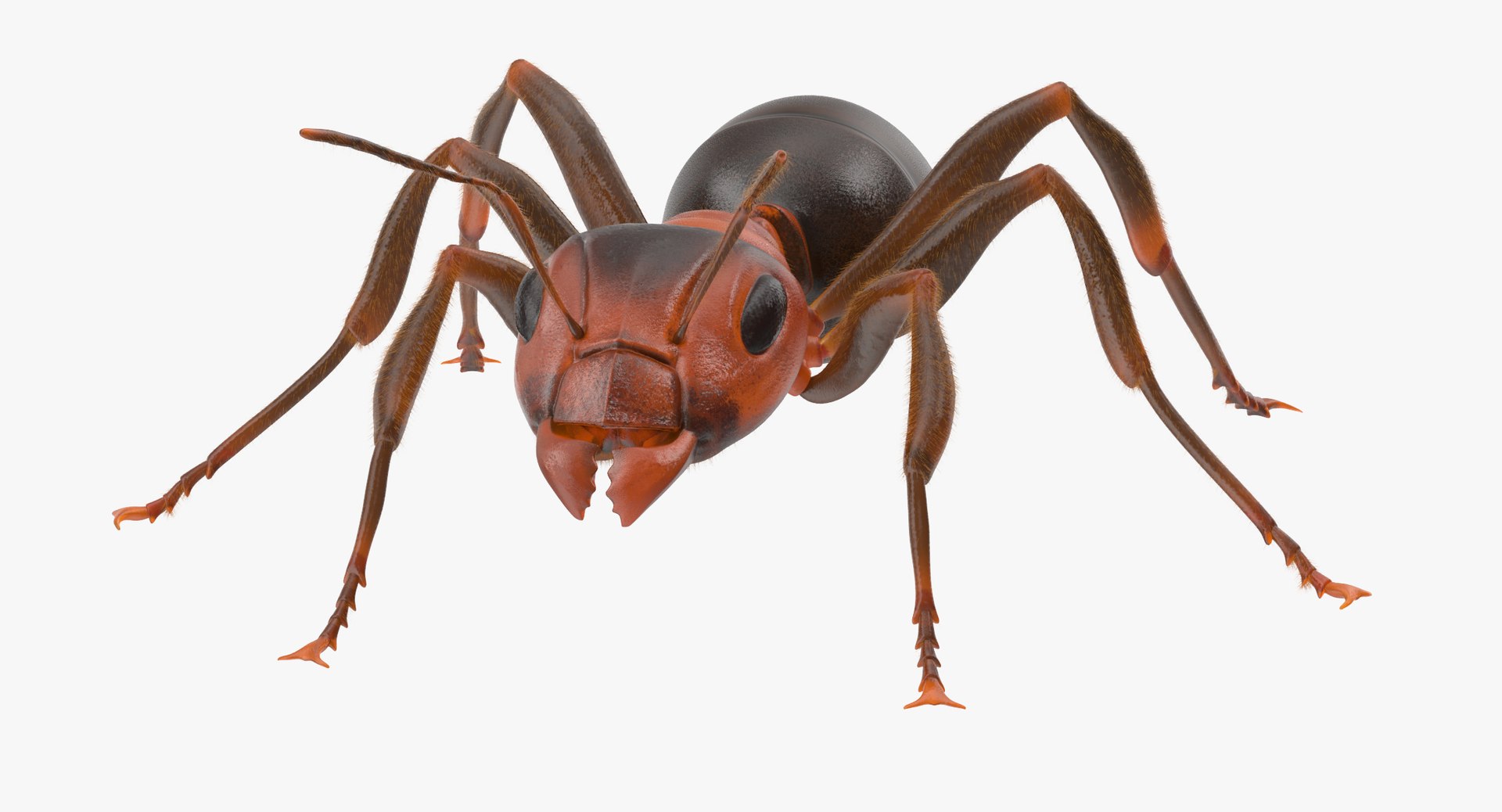 3d rigged ant - model https://p.turbosquid.com/ts-thumb/d0/QJ7nG1/ulyP0Nt5/ant_rigged_001_thumbnail_01_0000/jpg/1459891561/1920x1080/fit_q87/4be0cc1ff55e07787652b9e39963984966fdf38c/ant_rigged_001_thumbnail_01_0000.jpg
