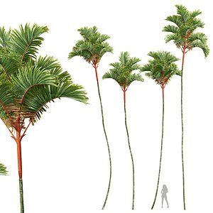 New Plant High detail Cyrtostachys Renda Tall 3D model