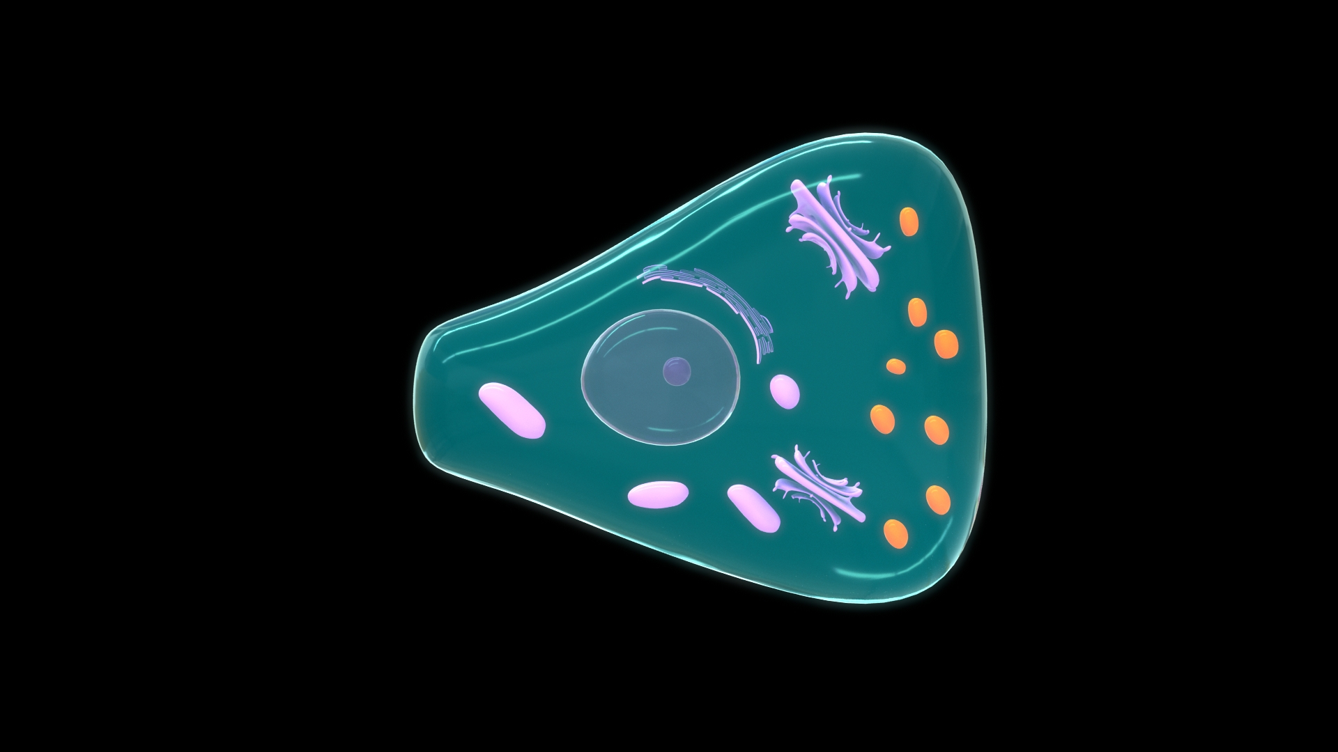3D Endocrine cells model https://p.turbosquid.com/ts-thumb/d0/ZVbSoC/72/z0076_endocrine_cell/jpg/1707545331/1920x1080/turn_fit_q99/067353309ceb388f3d3c314f35d62600a4b97d3d/z0076_endocrine_cell-1.jpg