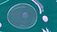 Endocrine cells
