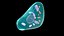 Endocrine cells