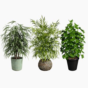 3D Palm Tree Potted Models