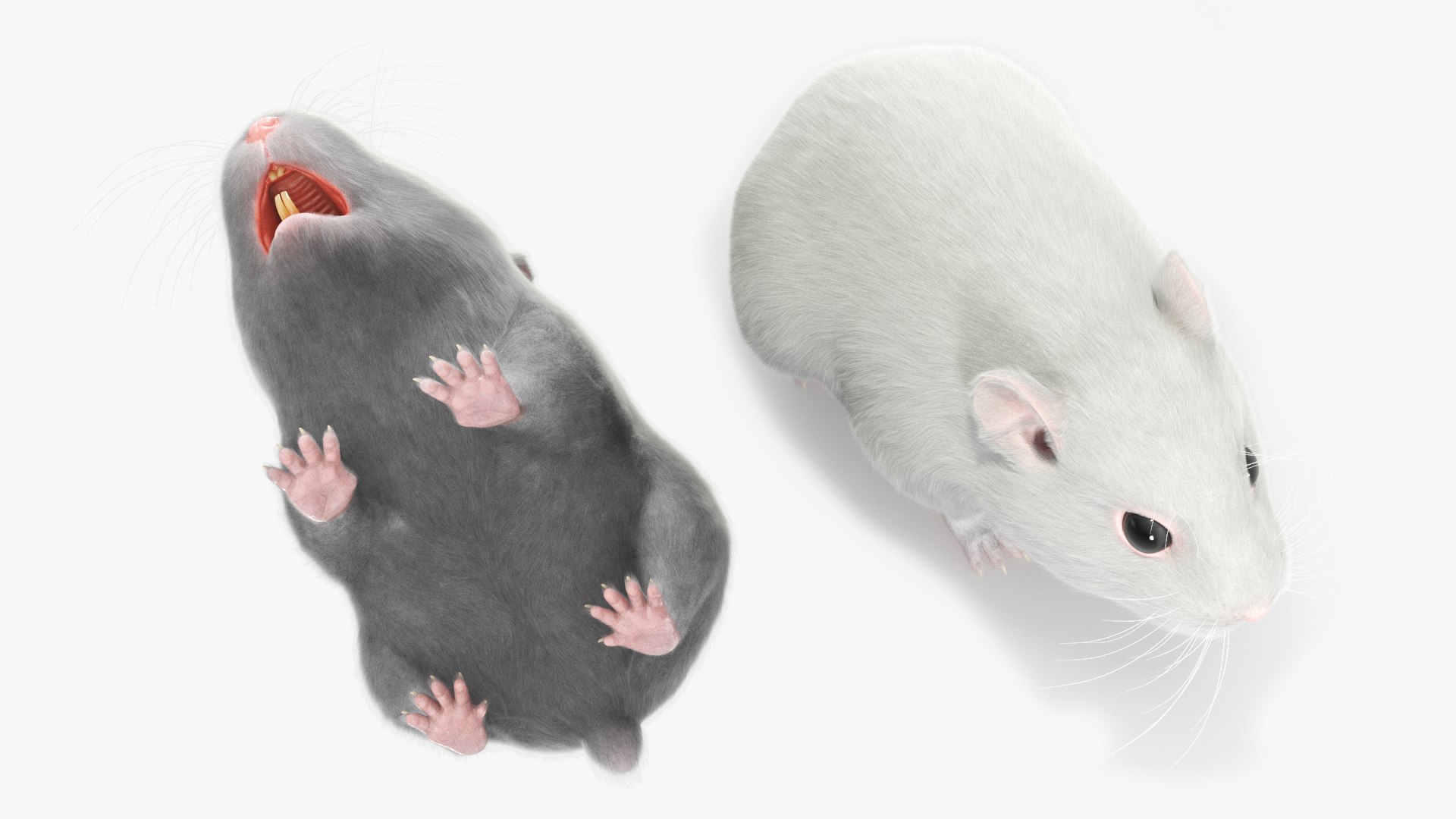 Dwarf Hamster White Fur Rigged for Maya 3D https://p.turbosquid.com/ts-thumb/d0/j3TbC9/gg/dwarf_hamster_white_fur_rigged_007/jpg/1757460163/1920x1080/fit_q87/90ed7def38476c9fcbcaf5652bb92705bca0495c/dwarf_hamster_white_fur_rigged_007.jpg