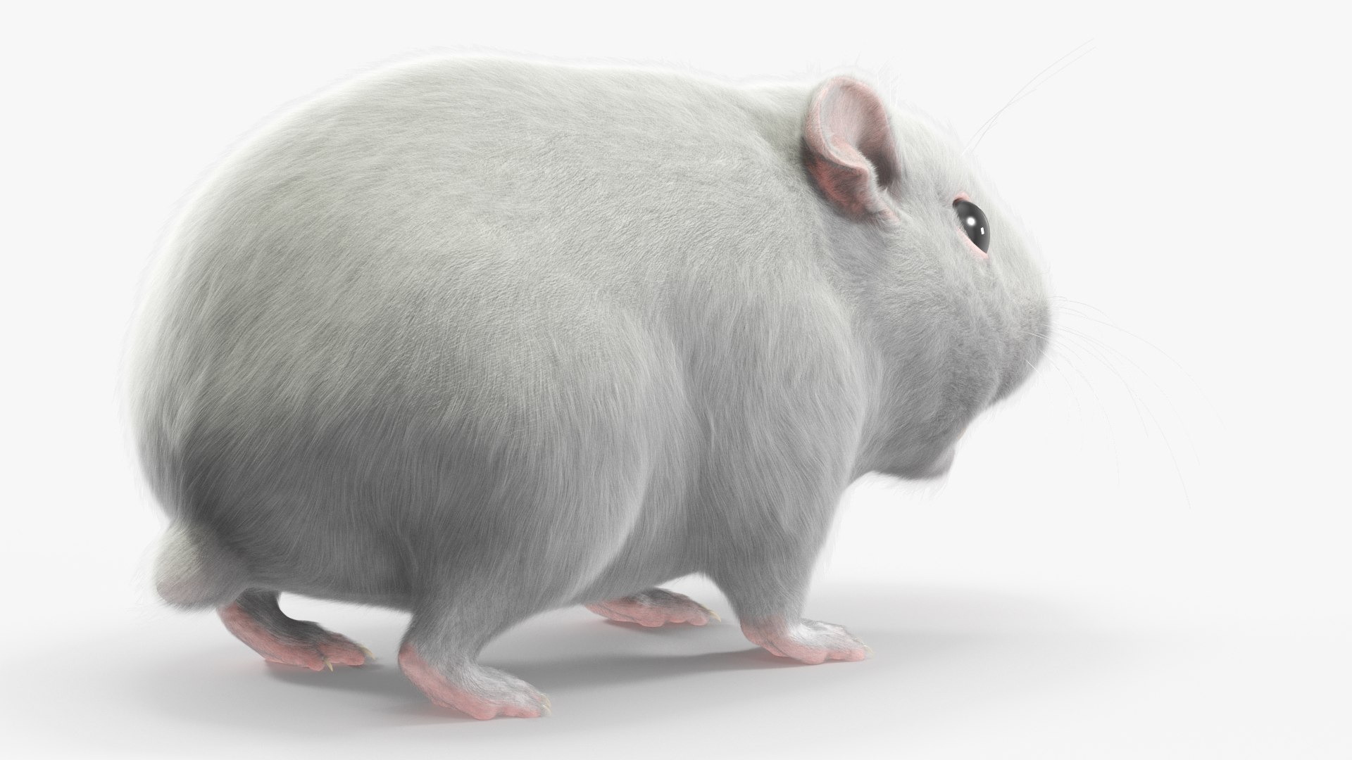 Dwarf Hamster White Fur Rigged for Maya 3D https://p.turbosquid.com/ts-thumb/d0/j3TbC9/uc/dwarf_hamster_white_fur_rigged_006/jpg/1757460159/1920x1080/fit_q87/33aa59f880fa43ff8b2d66a9805d655b706d8c99/dwarf_hamster_white_fur_rigged_006.jpg
